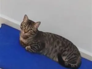 Gato raça SRD-ViraLata idade 2 anos nome nego
