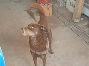Cachorro raça Poodle idade 7 a 11 meses nome Tody 