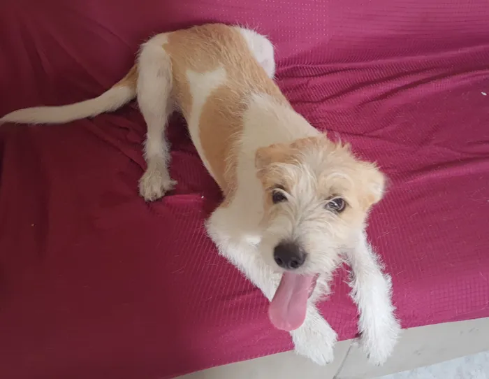 Cachorro raça SRD-ViraLata idade 7 a 11 meses nome Léo