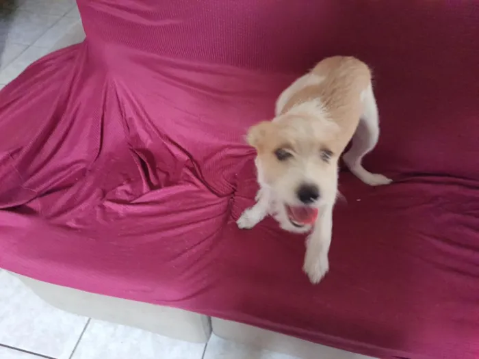 Cachorro raça SRD-ViraLata idade 7 a 11 meses nome Léo