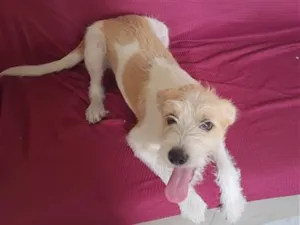 Cachorro raça SRD-ViraLata idade 7 a 11 meses nome Léo