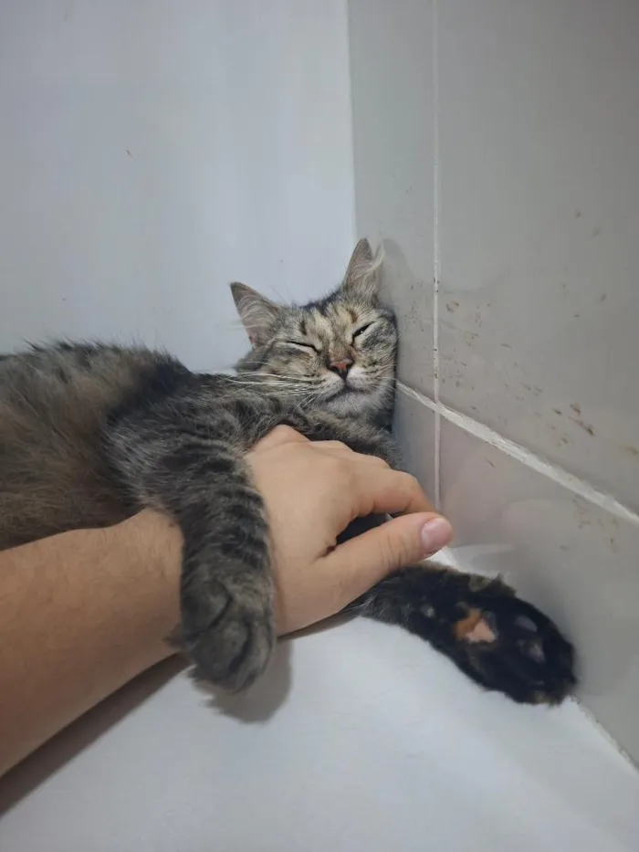 Gato raça SRD-ViraLata idade 1 ano nome Chamamos por mãezinha 
