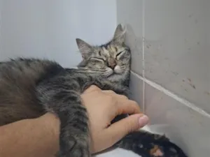 Gato raça SRD-ViraLata idade 1 ano nome Chamamos por mãezinha 
