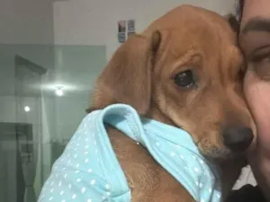 Cachorro raça SRD-ViraLata idade 2 a 6 meses nome Pipoca