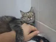 Chamamos por mãezinha 