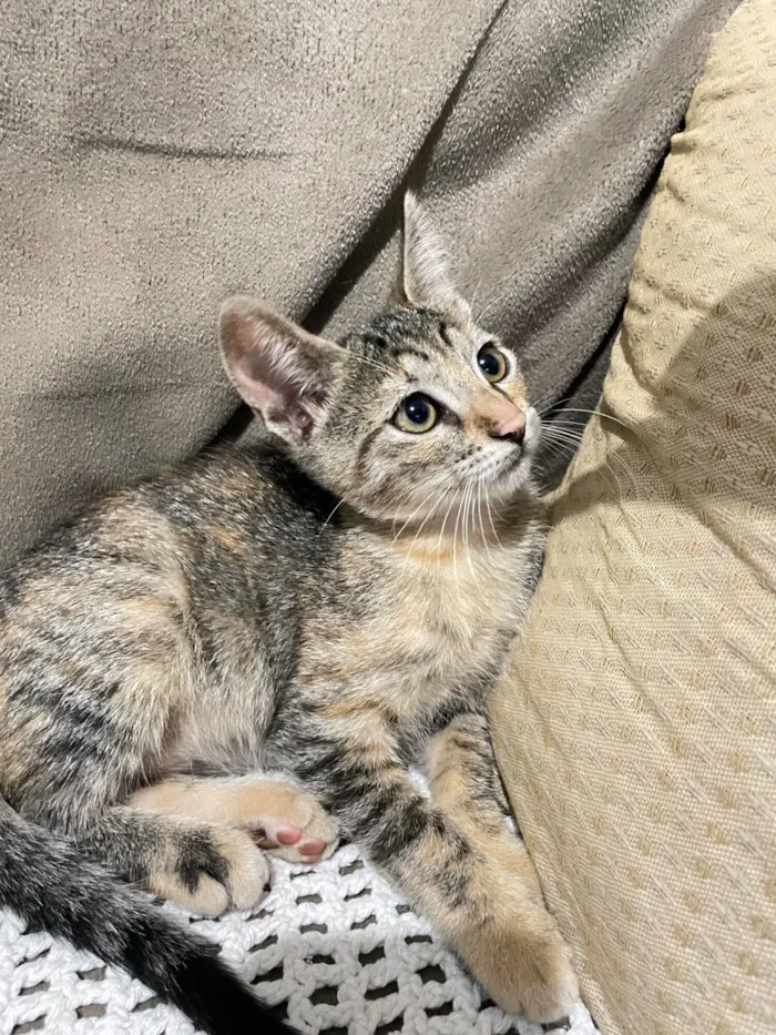 Gato raça SRD-ViraLata idade 2 a 6 meses nome Duas gatinhas lindas ??????