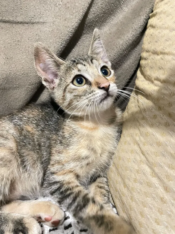 Gato raça SRD-ViraLata idade 2 a 6 meses nome Duas gatinhas lindas ??????