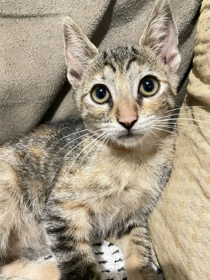 Gato raça SRD-ViraLata idade 2 a 6 meses nome Duas gatinhas lindas ??????