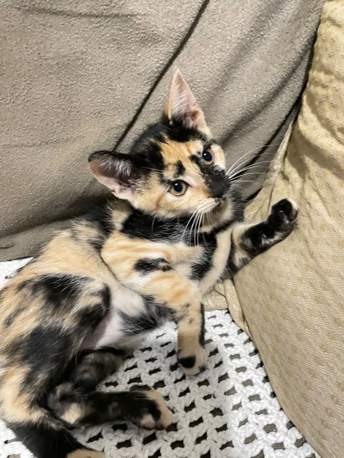 Gato raça SRD-ViraLata idade 2 a 6 meses nome Duas gatinhas lindas ??????