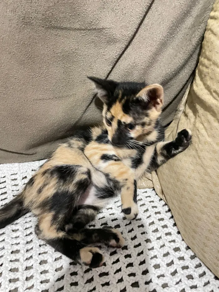 Gato raça SRD-ViraLata idade 2 a 6 meses nome Duas gatinhas lindas ??????
