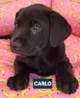 Carlo