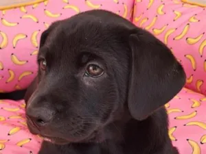 Cachorro raça SRD-ViraLata idade 2 a 6 meses nome Carlo
