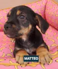 Matteo