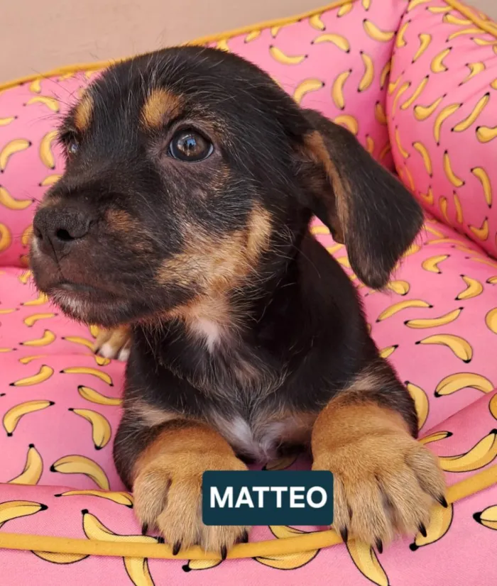 Cachorro raça SRD-ViraLata idade 2 a 6 meses nome Matteo
