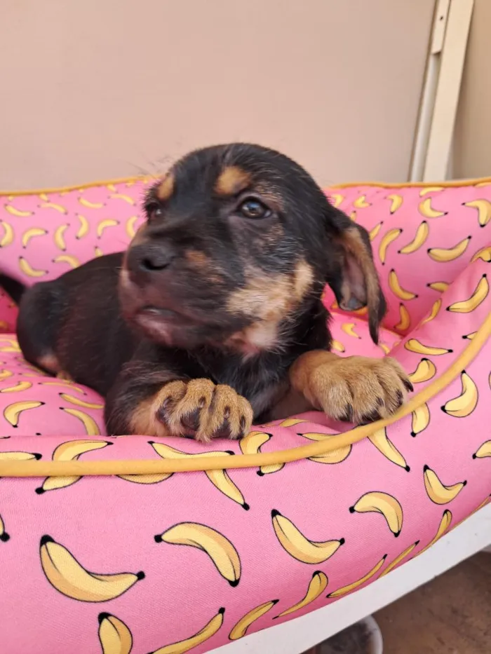Cachorro raça SRD-ViraLata idade 2 a 6 meses nome Matteo