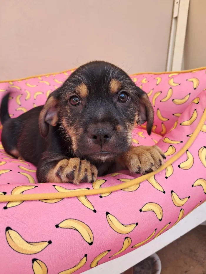 Cachorro raça SRD-ViraLata idade 2 a 6 meses nome Matteo