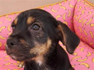 Cachorro raça SRD-ViraLata idade 2 a 6 meses nome Matteo