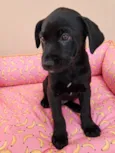 Carlo