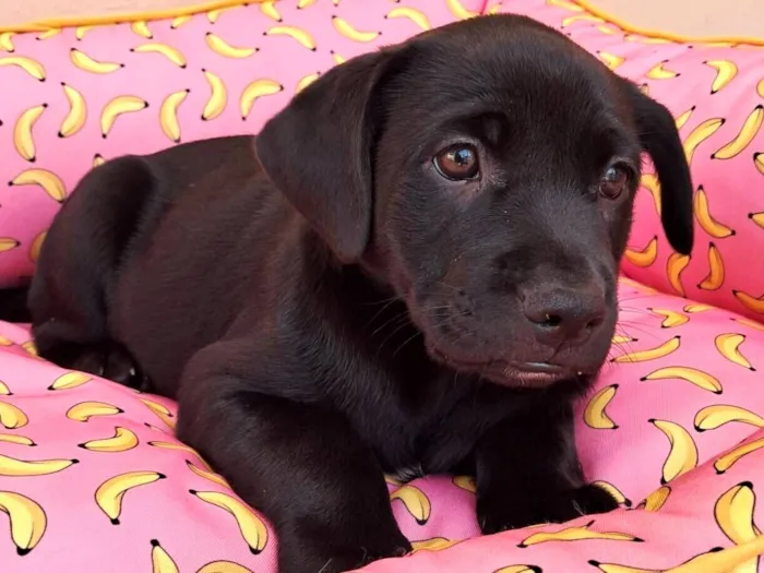 Cachorro raça SRD-ViraLata idade 2 a 6 meses nome Carlo