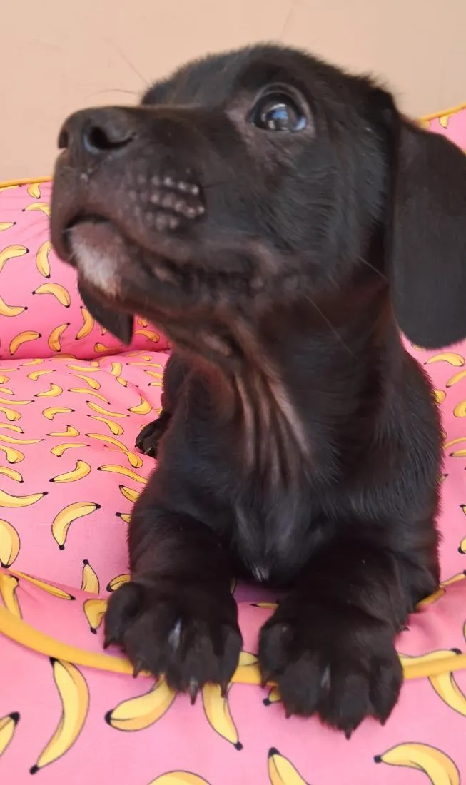 Cachorro raça SRD-ViraLata idade 2 a 6 meses nome Pepe