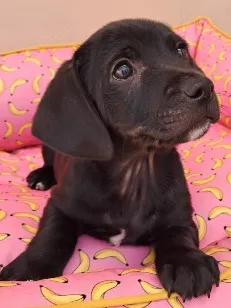 Cachorro raça SRD-ViraLata idade 2 a 6 meses nome Pepe