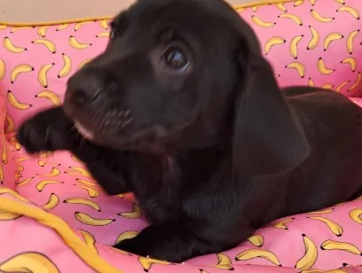 Cachorro raça SRD-ViraLata idade 2 a 6 meses nome Pepe