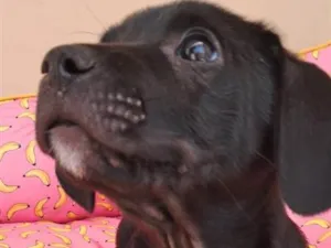 Cachorro raça SRD-ViraLata idade 2 a 6 meses nome Pepe