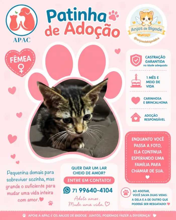 Gato raça SRD-ViraLata idade Abaixo de 2 meses nome Virginia 
