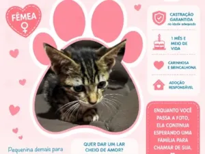Gato raça SRD-ViraLata idade Abaixo de 2 meses nome Virginia 