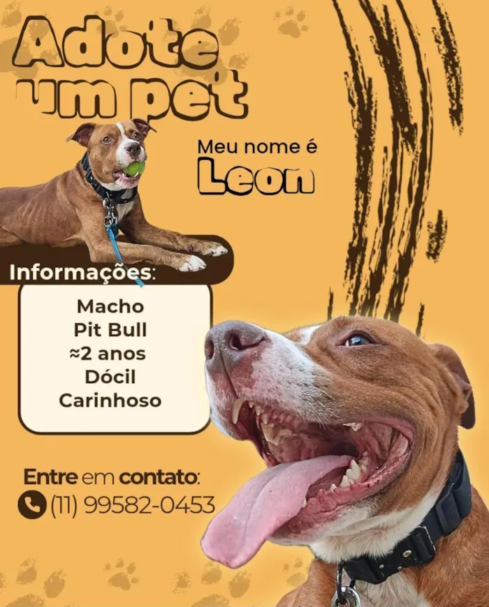 Cachorro raça SRD-ViraLata idade 2 anos nome Leon