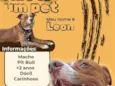 Leon