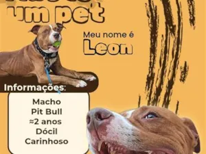 Cachorro raça SRD-ViraLata idade 2 anos nome Leon