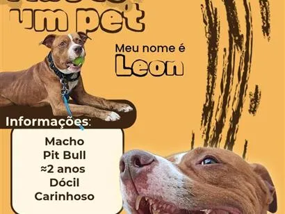 Cachorro raça SRD-ViraLata idade 2 anos nome Leon