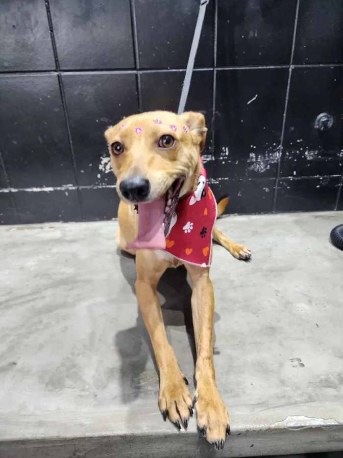 Cachorro raça SRD-ViraLata idade 1 ano nome Caramela