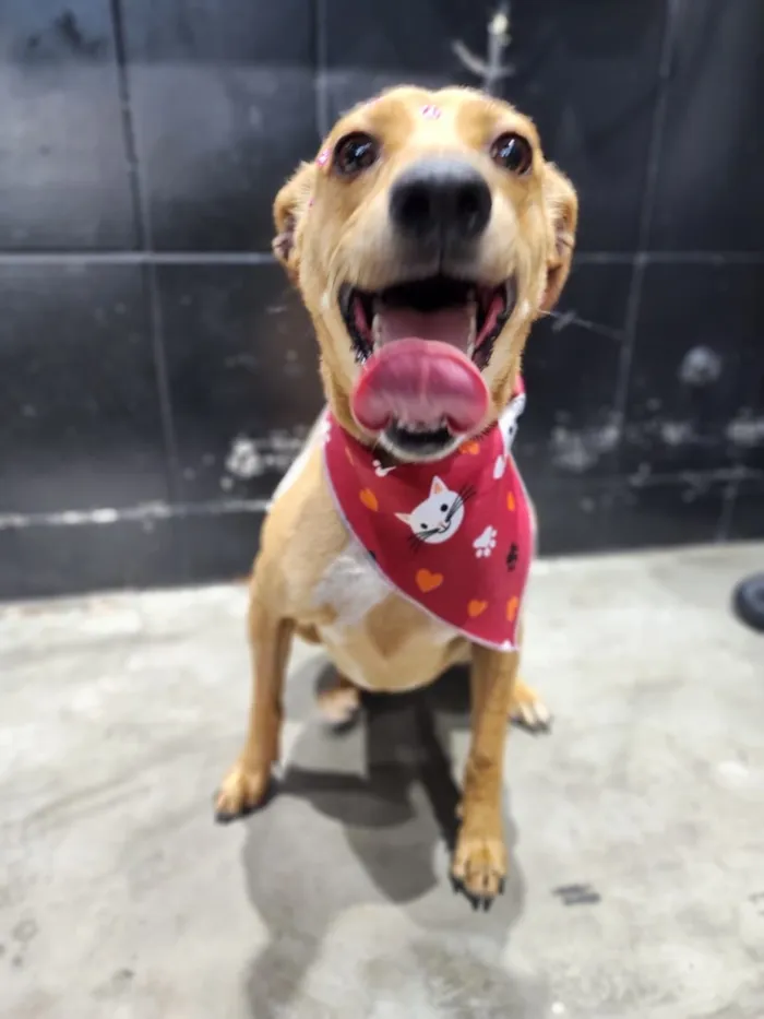 Cachorro raça SRD-ViraLata idade 1 ano nome Caramela