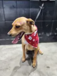 Caramela