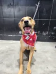 Caramela