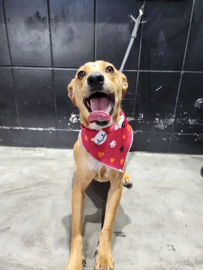 Cachorro raça SRD-ViraLata idade 1 ano nome Caramela
