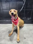 Caramela