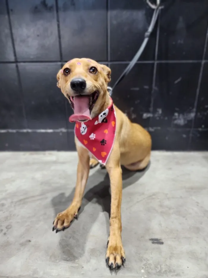 Cachorro raça SRD-ViraLata idade 1 ano nome Caramela