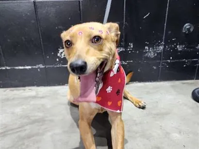 Cachorro raça SRD-ViraLata idade 1 ano nome Caramela