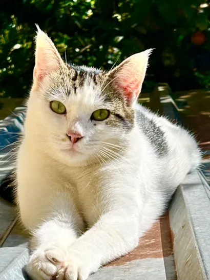 Gato raça SRD-ViraLata idade 7 a 11 meses nome Romeo