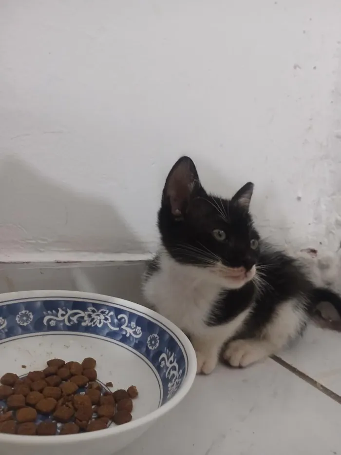 Gato raça SRD-ViraLata idade 2 a 6 meses nome Frajola