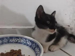 Gato raça SRD-ViraLata idade 2 a 6 meses nome Frajola