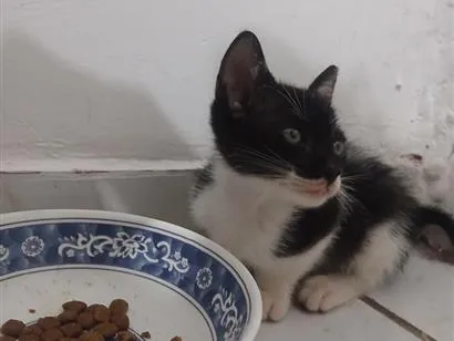Gato raça SRD-ViraLata idade 2 a 6 meses nome Frajola