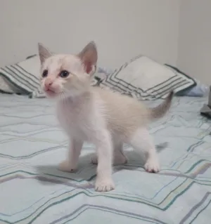 Gato raça SRD-ViraLata idade Abaixo de 2 meses nome Apolo