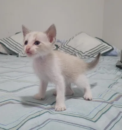 Gato raça SRD-ViraLata idade Abaixo de 2 meses nome Apolo