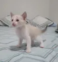 Apolo