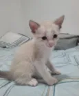 Apolo