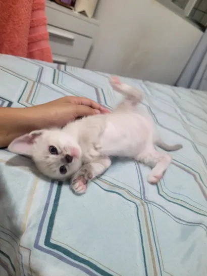 Gato raça SRD-ViraLata idade Abaixo de 2 meses nome Zuri